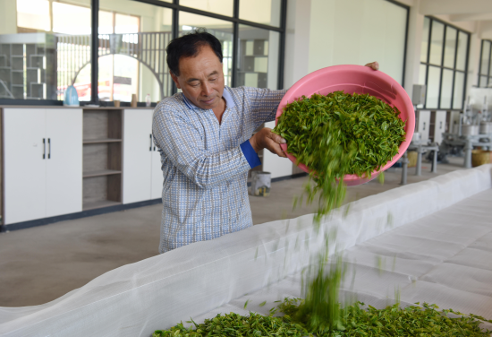 蒲公英茶叶种植致富_致富茶叶蒲公英种植视频_蒲公英茶树