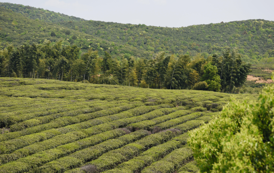 致富茶叶蒲公英种植视频_蒲公英茶树_蒲公英茶叶种植致富