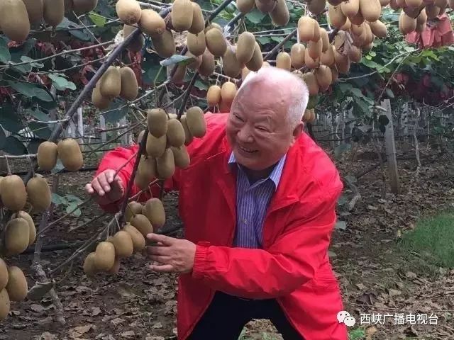 油桐树种植技术视频_油桐树种植技术视频_油桐树种植技术视频