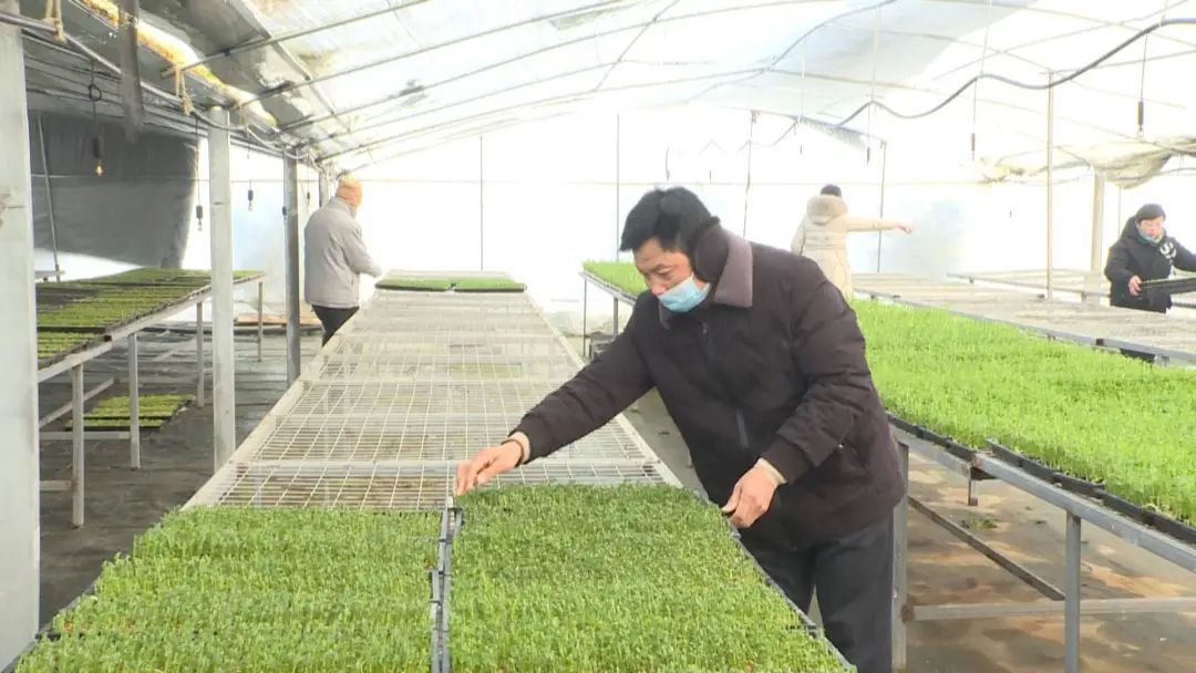 豌豆种植致富_种植豌豆赚钱吗_豌豆种植效益