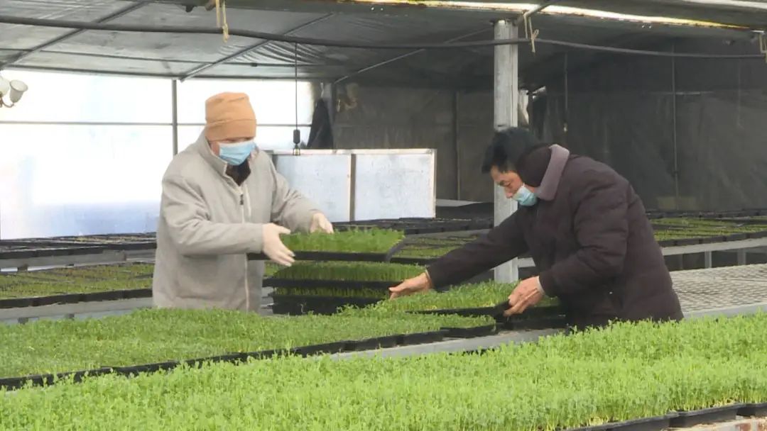 种植豌豆赚钱吗_豌豆种植致富_豌豆种植效益