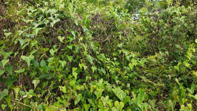 种植黄姜致富方案_黄姜种植技术视频_黄姜种植赚钱吗