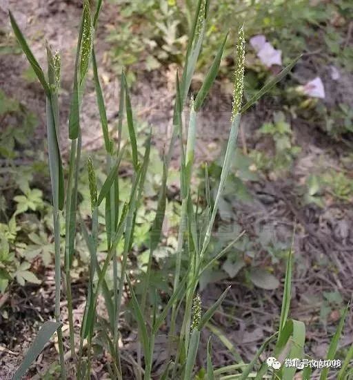 种植菜荞技术视频_荞菜种植技术_荞菜的种植方法