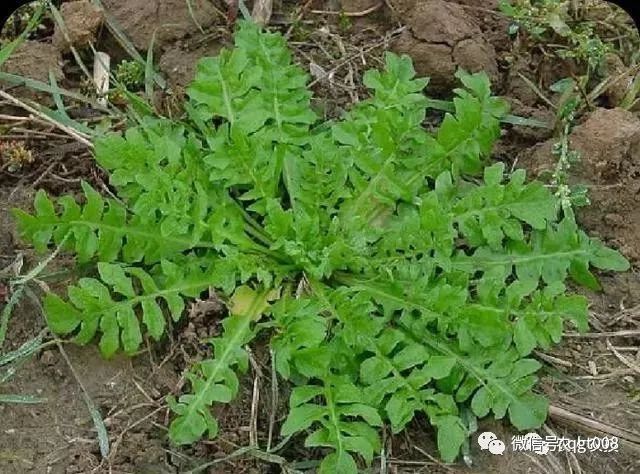 荞菜的种植方法_荞菜种植技术_种植菜荞技术视频