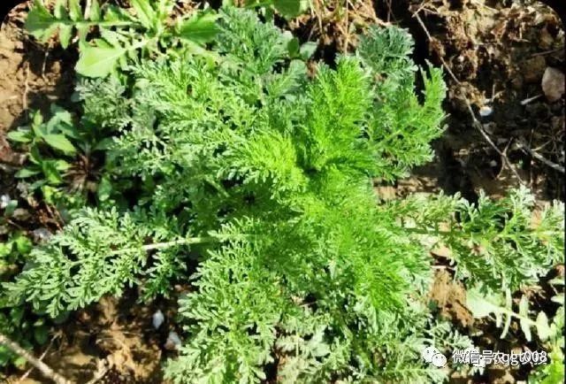 种植菜荞技术视频_荞菜的种植方法_荞菜种植技术