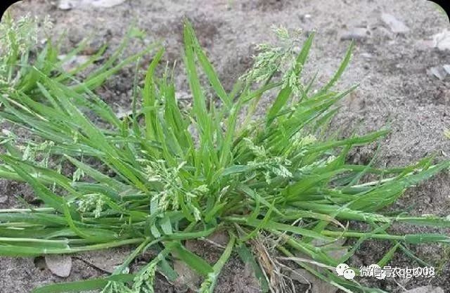 荞菜的种植方法_荞菜种植技术_种植菜荞技术视频