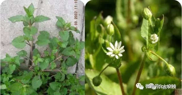 荞菜的种植方法_种植菜荞技术视频_荞菜种植技术