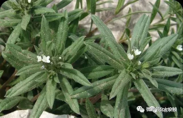 荞菜种植技术_种植菜荞技术视频_荞菜的种植方法