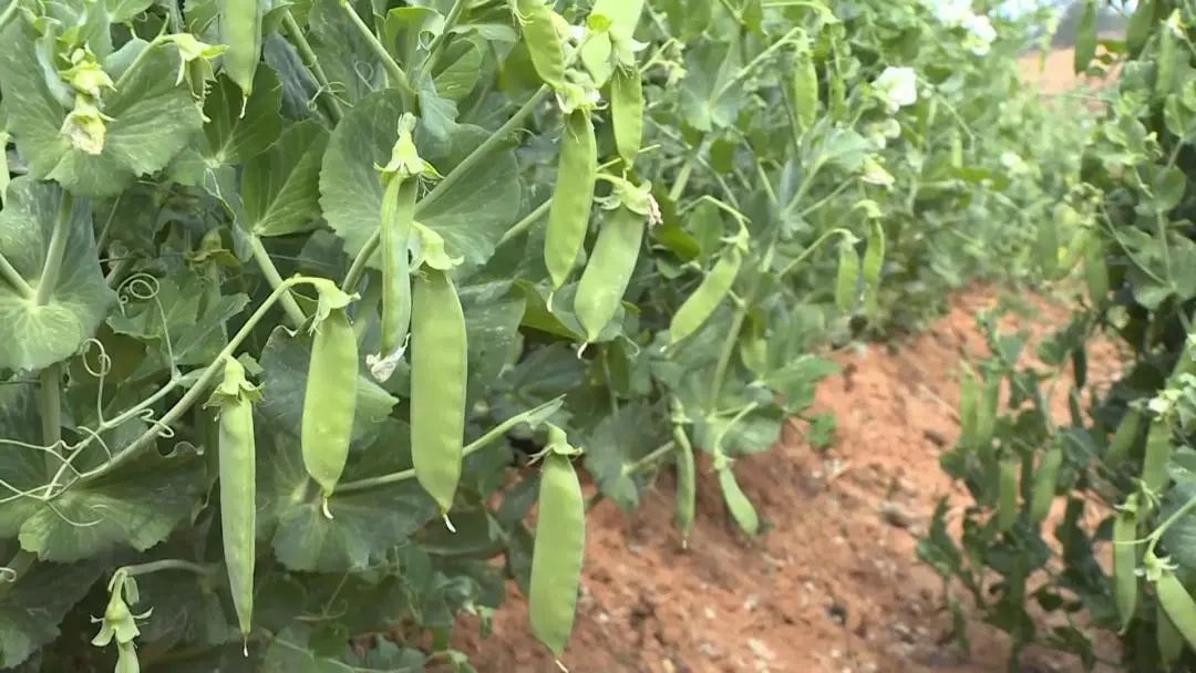 豌豆种植致富_致富豌豆种植技术视频_致富豌豆种植视频