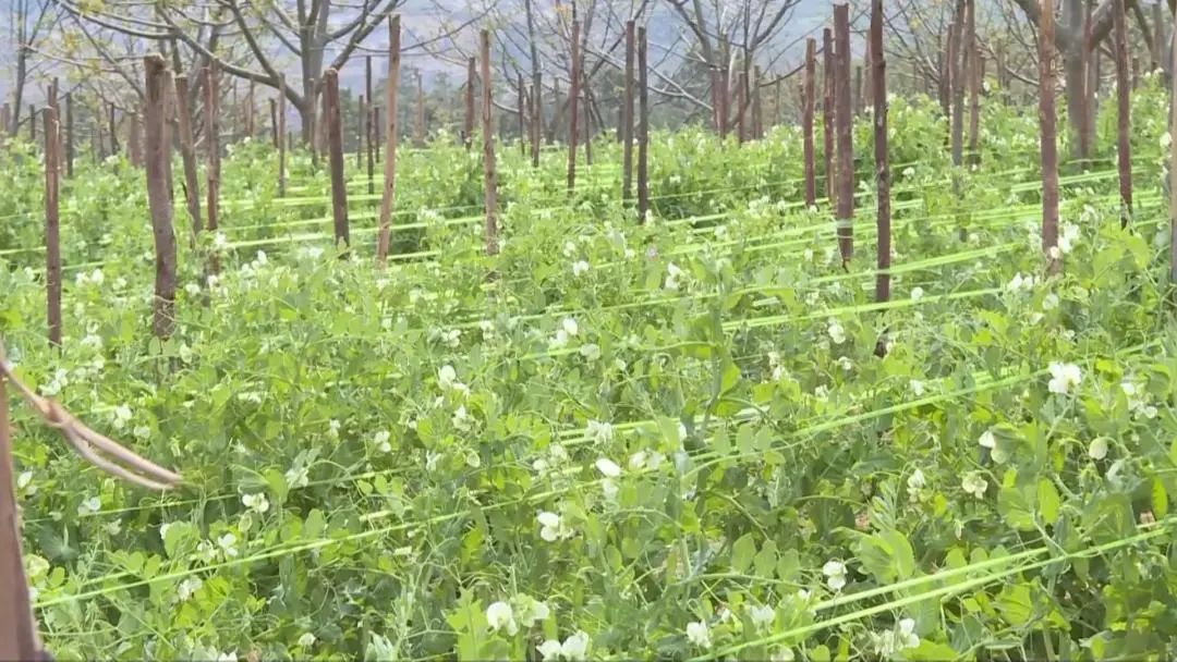 致富豌豆种植技术视频_豌豆种植致富_致富豌豆种植视频