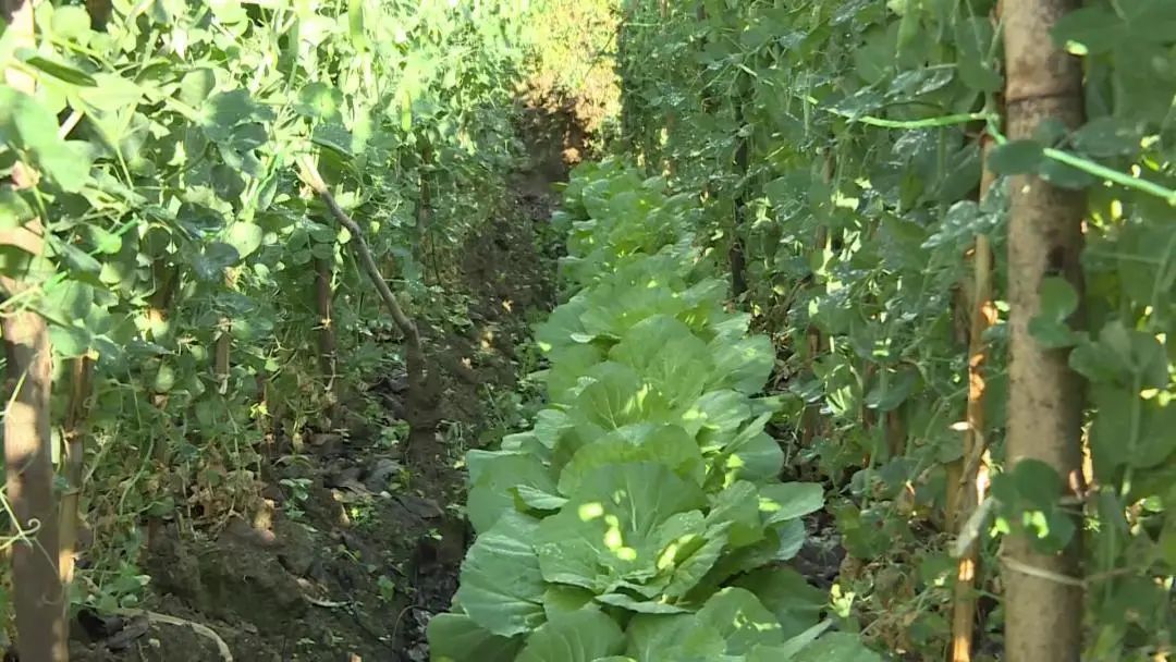 致富豌豆种植技术视频_豌豆种植致富_致富豌豆种植视频