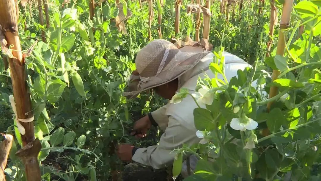 致富豌豆种植视频_致富豌豆种植技术视频_豌豆种植致富