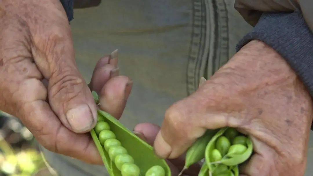 致富豌豆种植视频_豌豆种植致富_致富豌豆种植技术视频