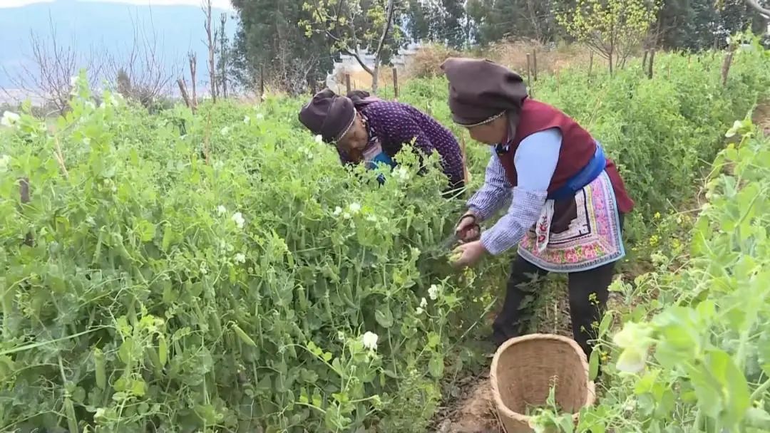 致富豌豆种植技术视频_豌豆种植致富_致富豌豆种植视频