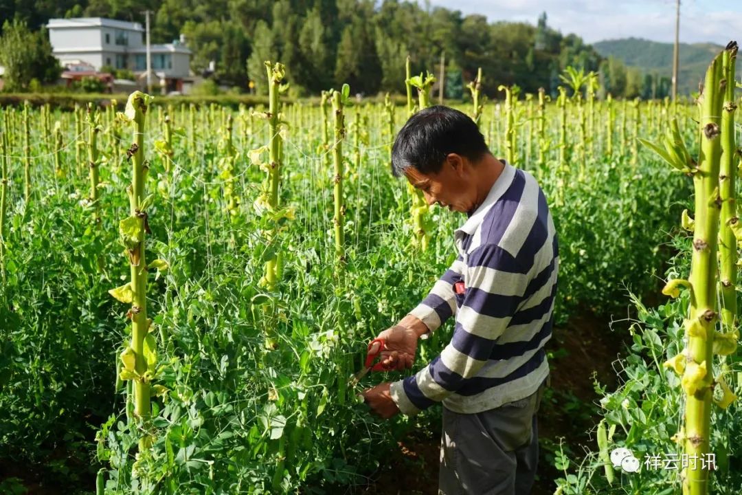 致富豌豆种植技术视频_豌豆种植致富_种植豌豆赚钱吗