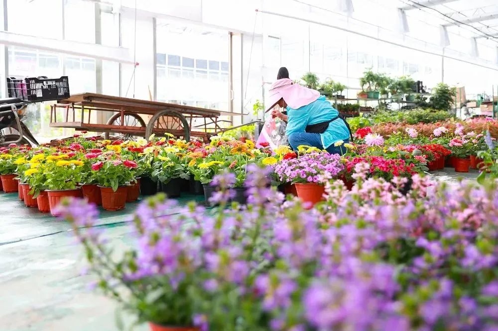 北方种植花卉致富_北方花卉种植前景_北方种植花树