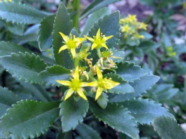 北方种植花卉致富_北方种植花树_北方花卉种植前景