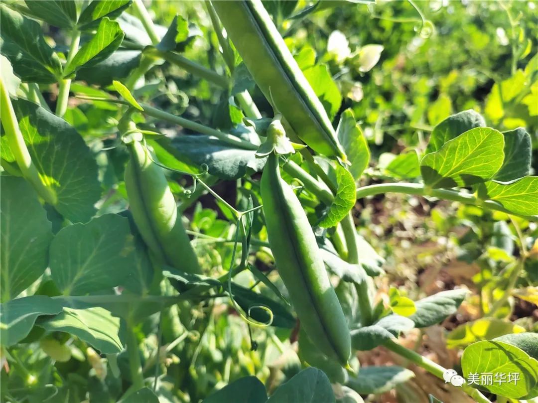 豌豆种植致富_种植豌豆赚钱吗_致富豌豆种植方法