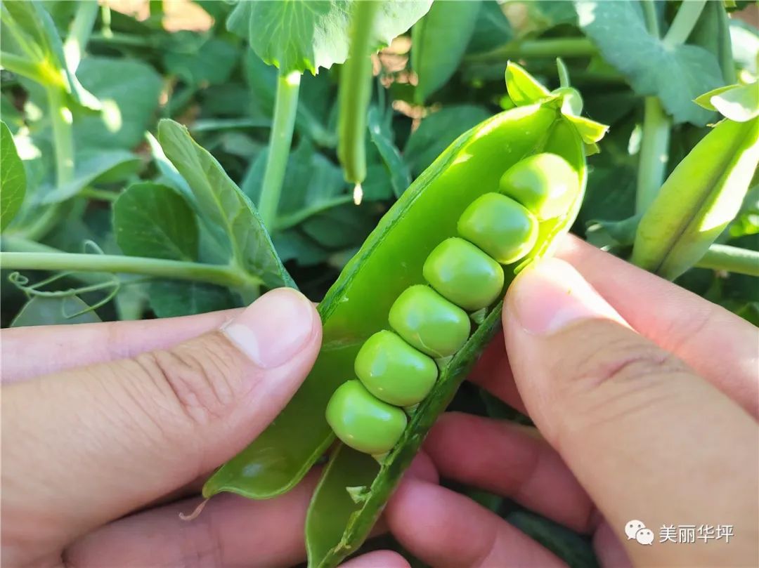 致富豌豆种植方法_种植豌豆赚钱吗_豌豆种植致富