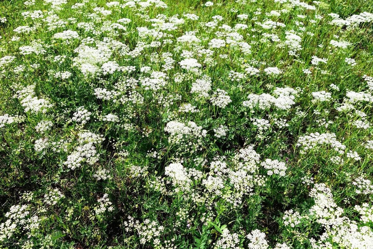 田鼠种植致富吗_致富种植田鼠视频_致富种植田鼠视频大全