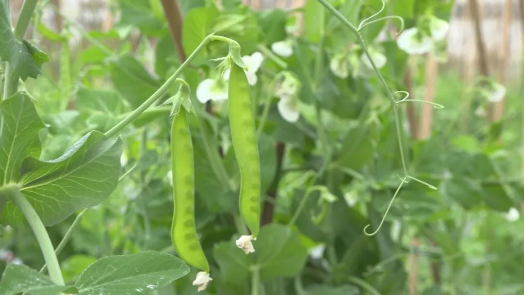 豌豆种植效益_豌豆种植致富_致富豌豆种植视频