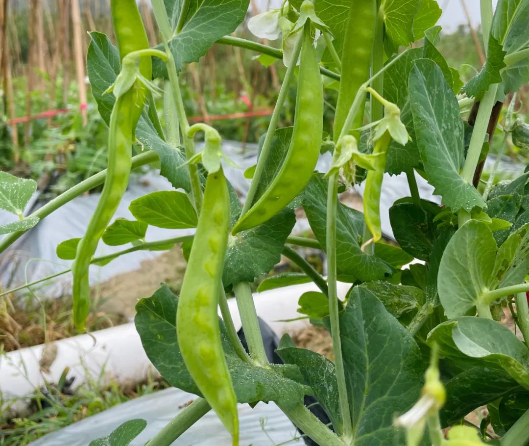 豌豆种植致富_豌豆种植效益_致富豌豆种植视频