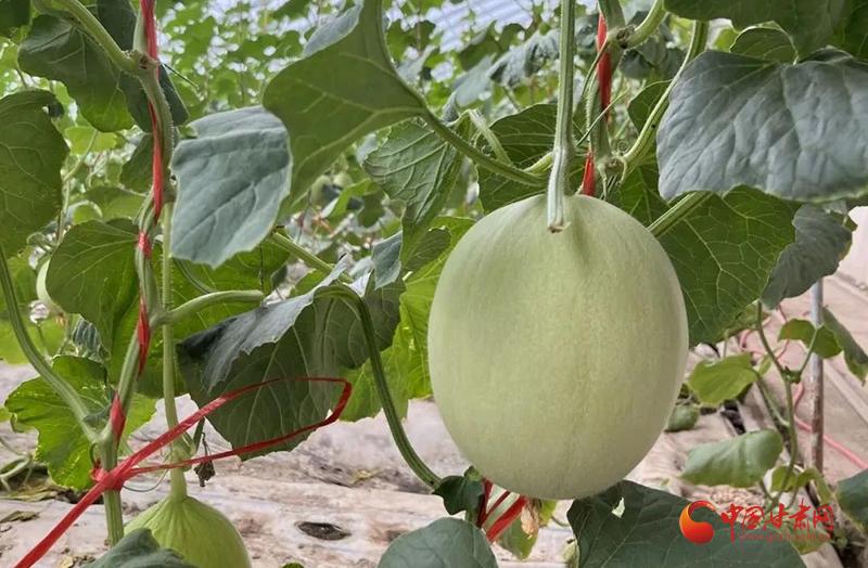 乡村月秄花种植成致富门_乡村月秄花种植成致富门_乡村月秄花种植成致富门