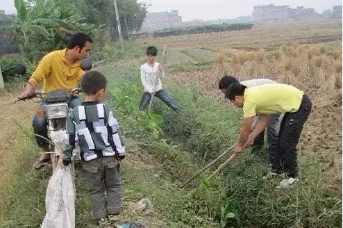 致富种植田鼠图片_致富种植田鼠视频_田鼠种植致富吗