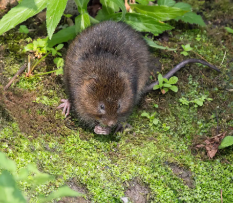 田鼠种植致富吗_致富种植田鼠图片_致富种植田鼠视频