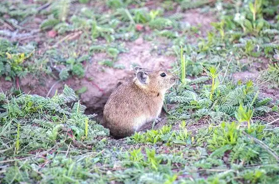 致富种植田鼠视频_田鼠种植致富吗_致富种植田鼠图片