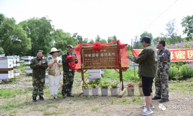 紫苏种植致富故事_种植紫苏赚钱吗_致富种植紫苏故事