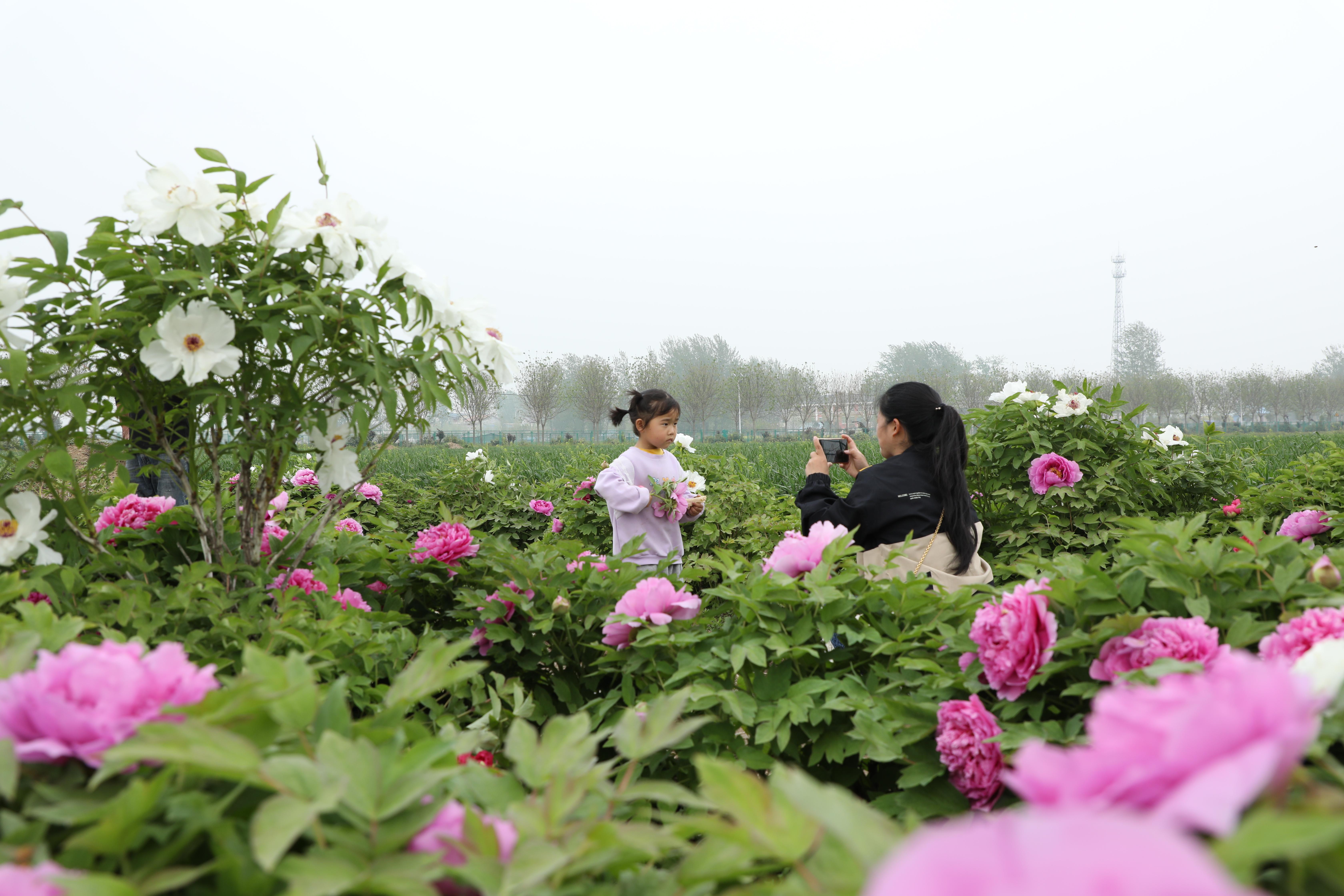 乡村月秄花种植成致富门_乡村月秄花种植成致富门_乡村月秄花种植成致富门