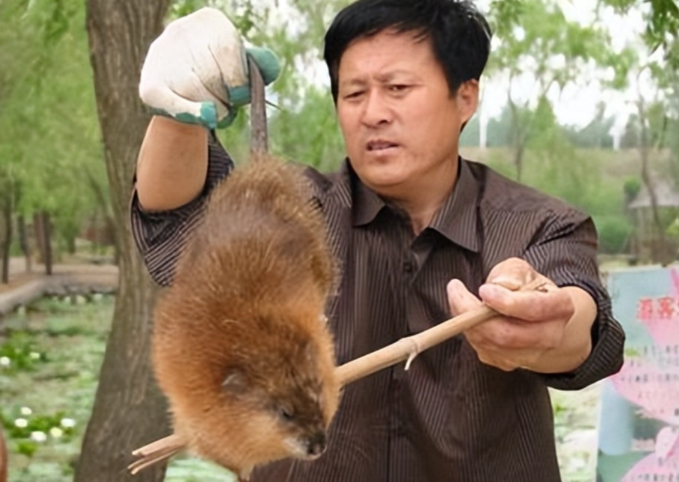 田鼠养殖视频致富经_田鼠种植致富吗_田鼠养殖致富