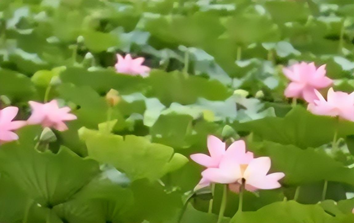 田鼠种植致富吗_田鼠养殖视频致富经_田鼠养殖致富