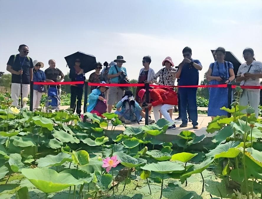 田鼠养殖致富_田鼠种植致富吗_田鼠养殖视频致富经