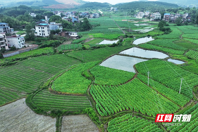 乡村月秄花种植成致富门_乡村月秄花种植成致富门_乡村月秄花种植成致富门