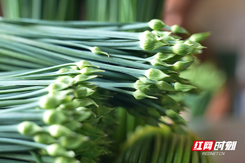 乡村月秄花种植成致富门_乡村月秄花种植成致富门_乡村月秄花种植成致富门