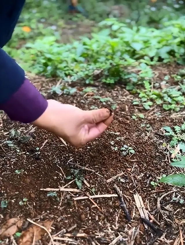 沃柑种植技术视频直播_091沃柑种植管理视频_沃柑种植技术视频