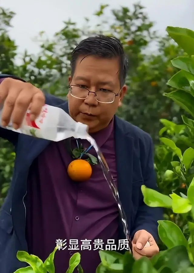 091沃柑种植管理视频_沃柑种植技术视频_沃柑种植技术视频直播