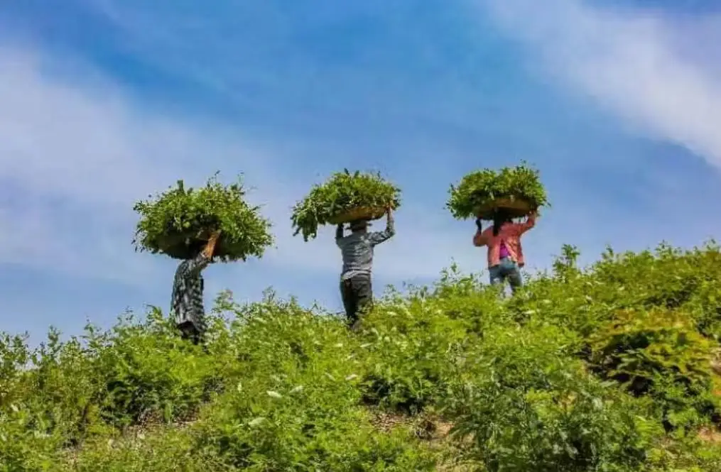 柞蚕养殖致富_柞蚕养殖前景_柞蚕养殖技术视频