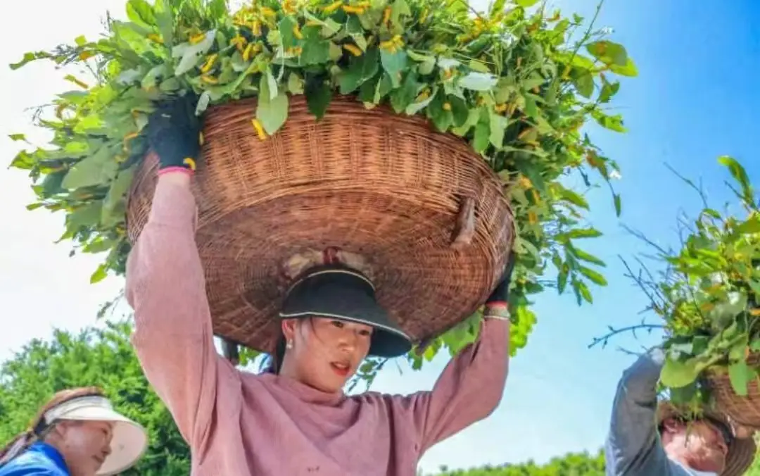 柞蚕养殖前景_柞蚕养殖技术视频_柞蚕养殖致富