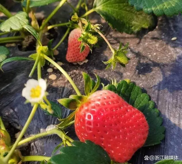 蔬菜种植   致富_致富经种蔬菜种出千万财富_种蔬菜致富经