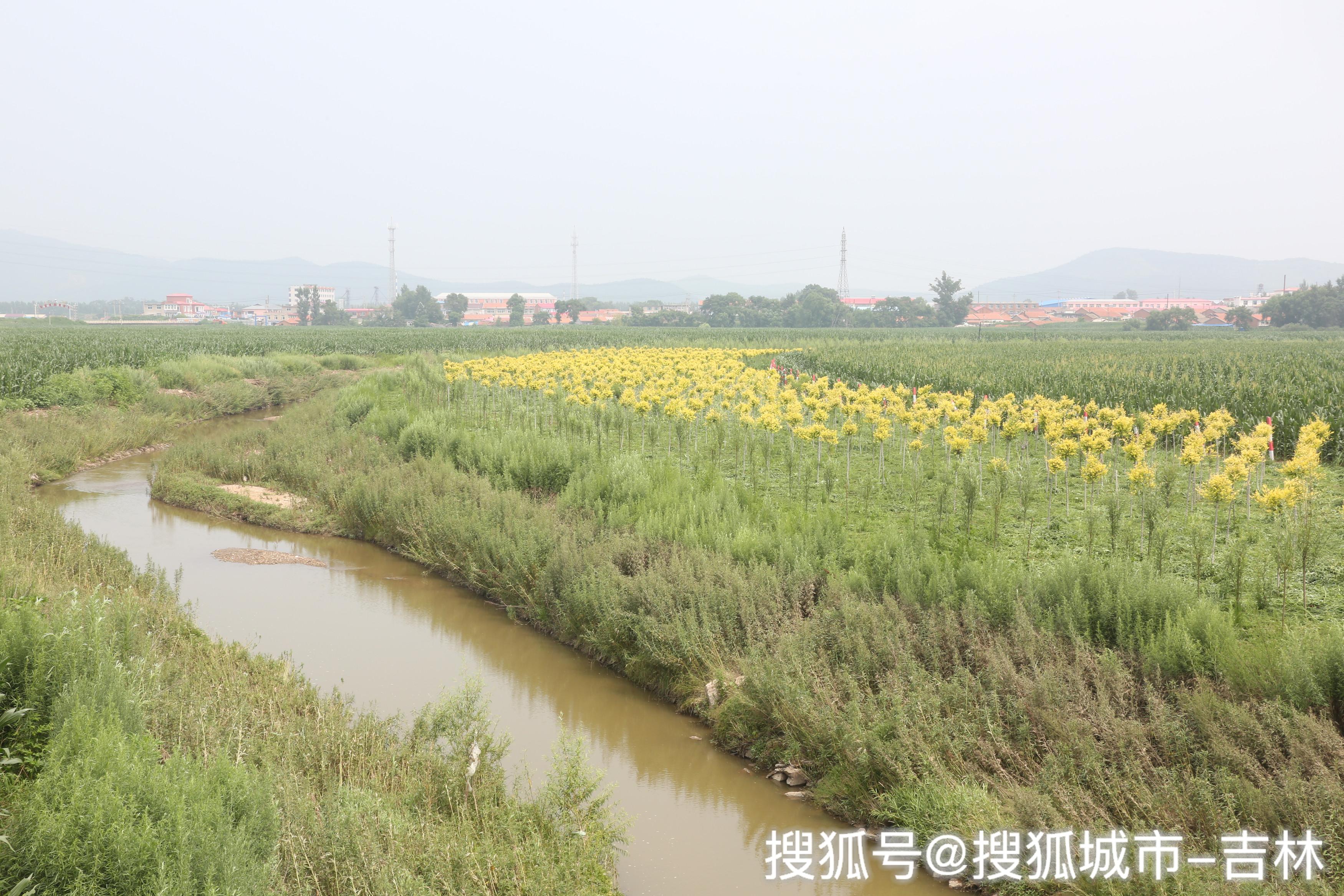 柞蚕养殖致富_致富经柞蚕养殖视频_养柞蚕赚钱吗