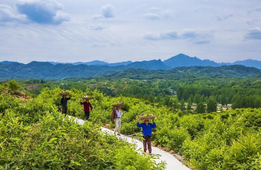 河南鲁山县：聚力推进蚕桑产业“破茧成蝶”