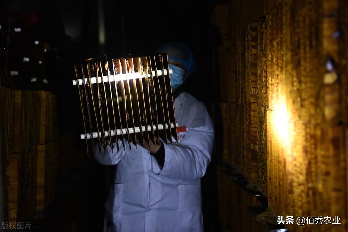 致富蝎子养殖公司招聘_致富经蝎子养殖成功案例_蝎子养殖致富公司