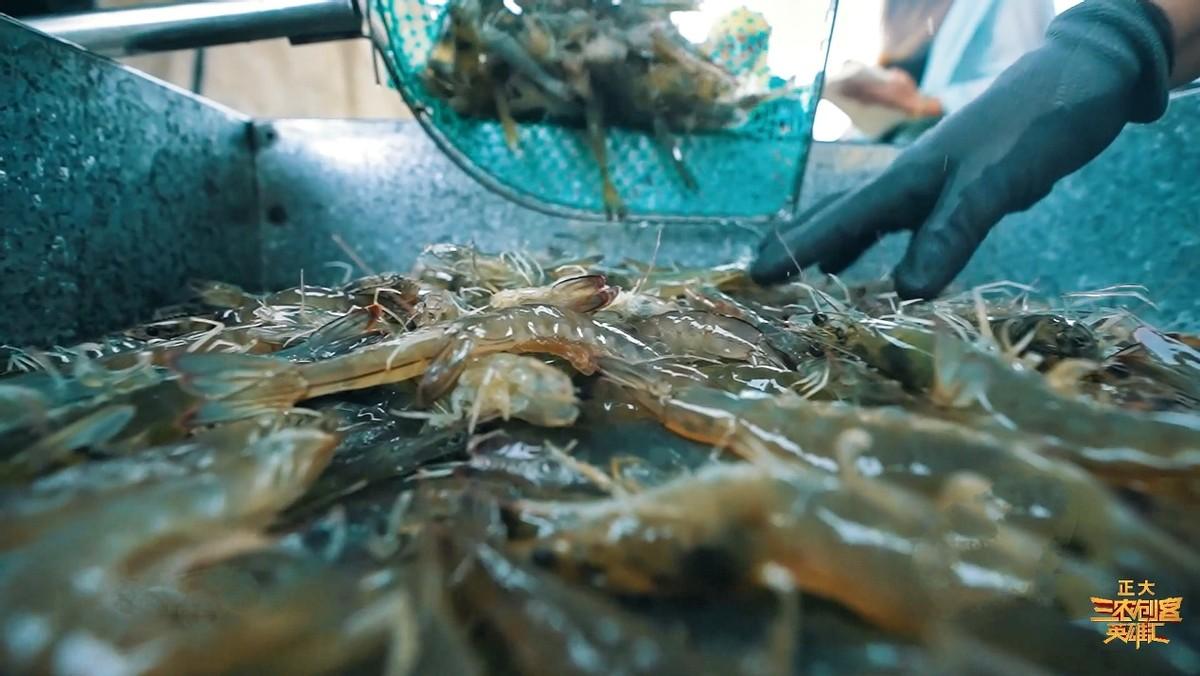 扇贝养殖致富案例_养殖扇贝的上市公司_扇贝养殖利润