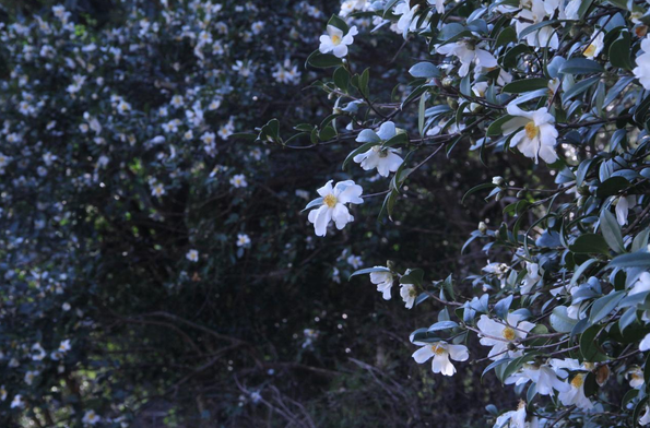 致富经油茶种植视频_致富经油茶_致富经道山茶油