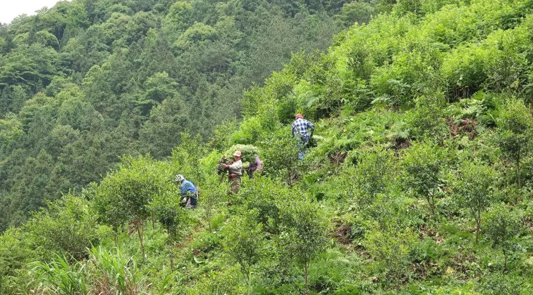 致富经油茶_致富经道山茶油_致富经油茶种植视频