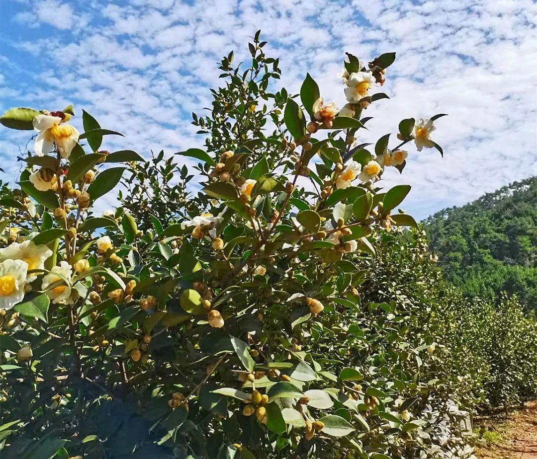 致富经油茶种植视频_致富经油茶_致富经道山茶油