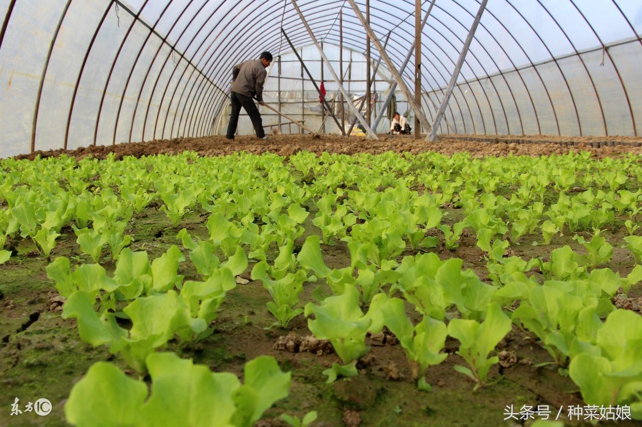 叶菜种植致富_致富种植叶菜图片_致富种植叶菜怎么样